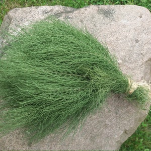 Dried Equisetum arvense herb, wild horsetail, common horsetail