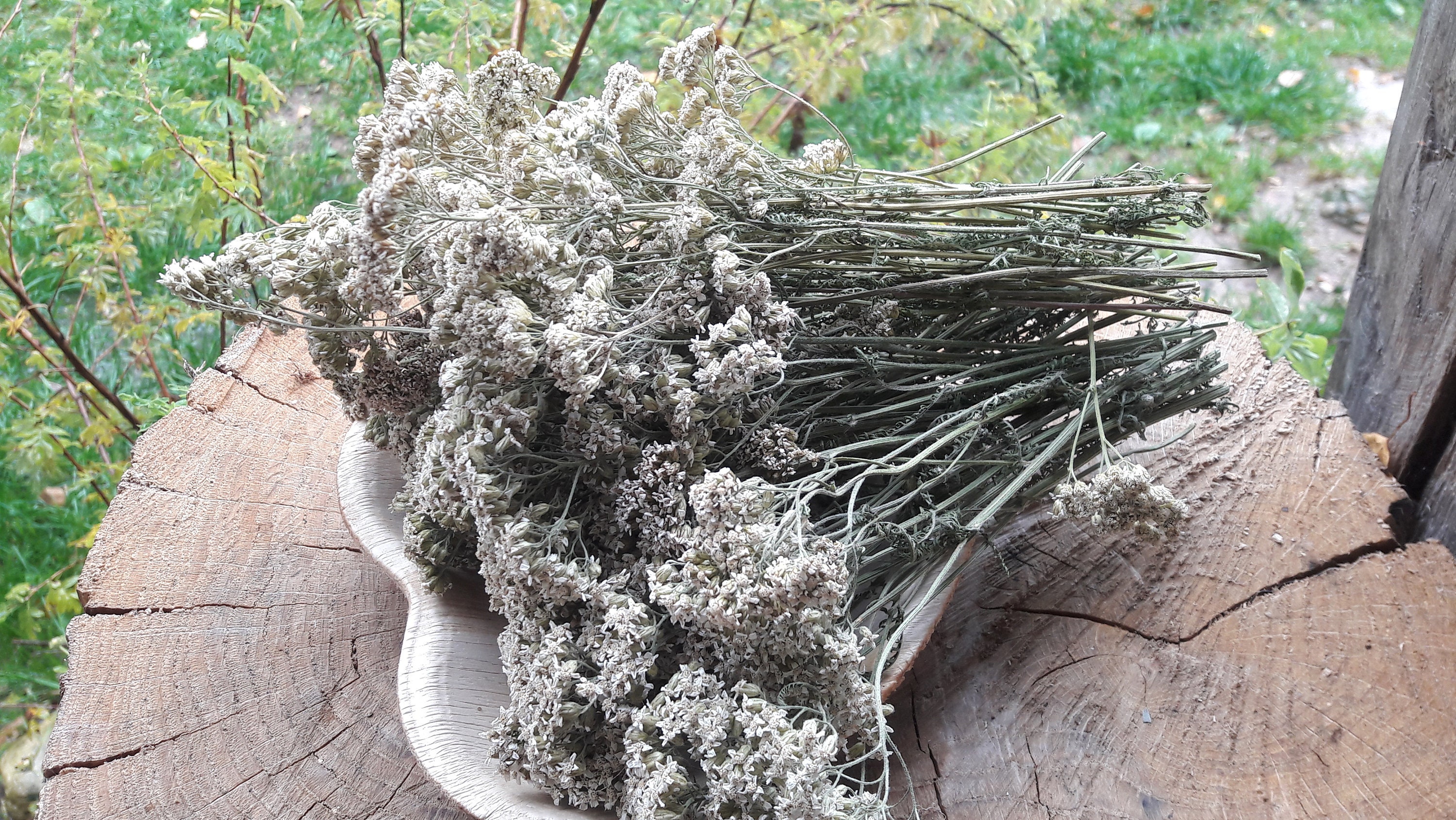 Dried Yarrows Herb Achillea Millefolium Herb A. Etsy