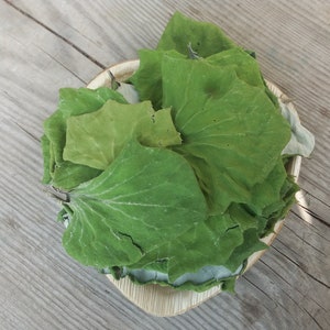 Whole leaves Tussilago farfara Coltsfoot dried  leaf, organic coltsfoot leaves tea