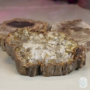 High Quality Polished Petrified Wood Slabs