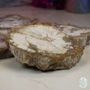 Polished High Quality Petrified Wood Slabs
