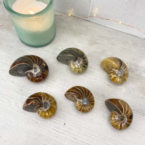 Polished Natural Ammonite Nautilus Fossils