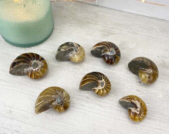 Polished Natural Ammonite Nautilus Fossils