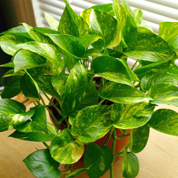 POTHOS Live Plant - Easy to Grow Houseplants- Hanging Basket - Container - Air Purifier