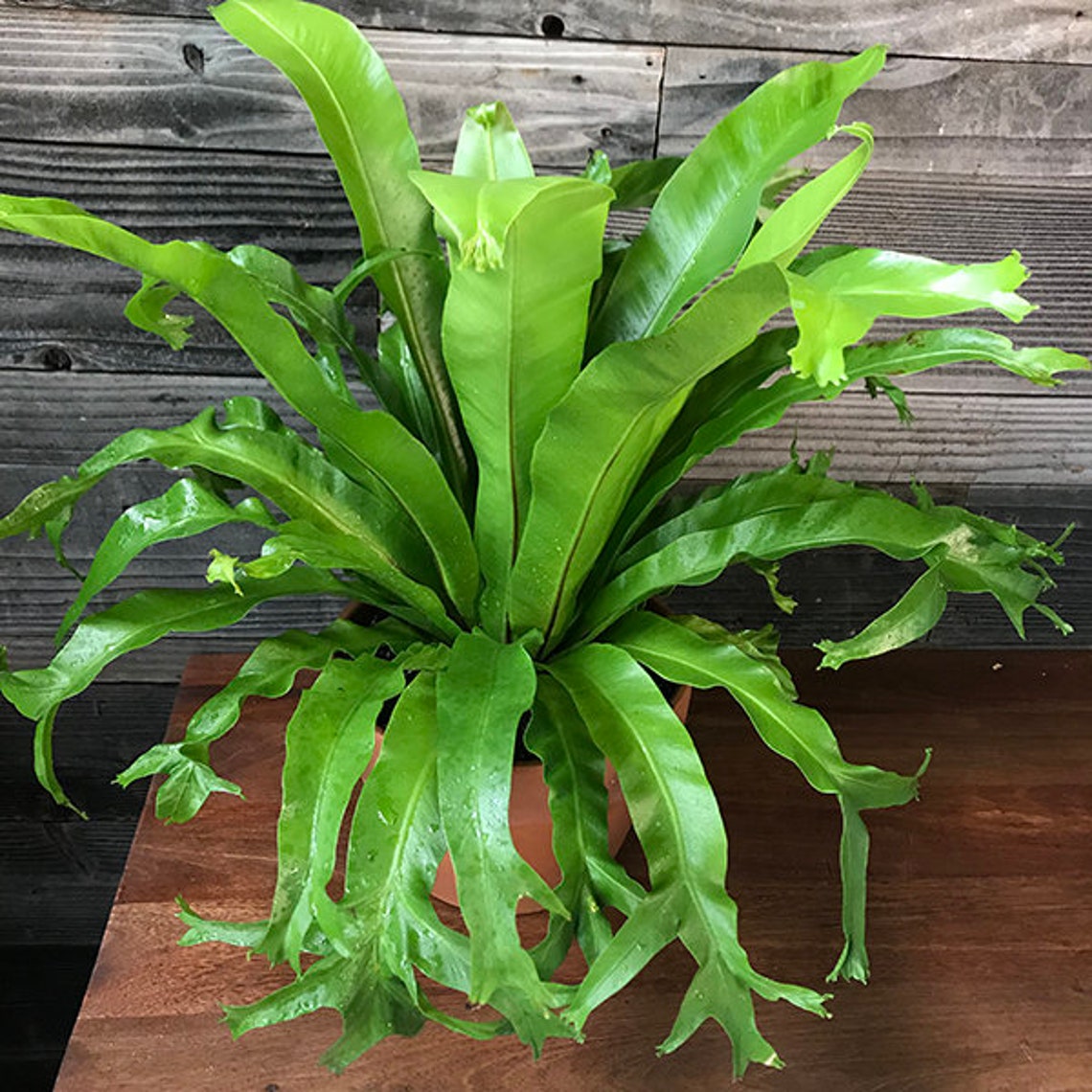 LIVE Bird's Nest Fern Crissie Beautiful House Plant Etsy