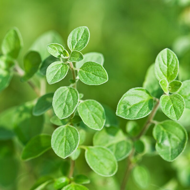 LIVE Italian OREGANO Herb PLANT Organic Cooking with Oregano Etsy