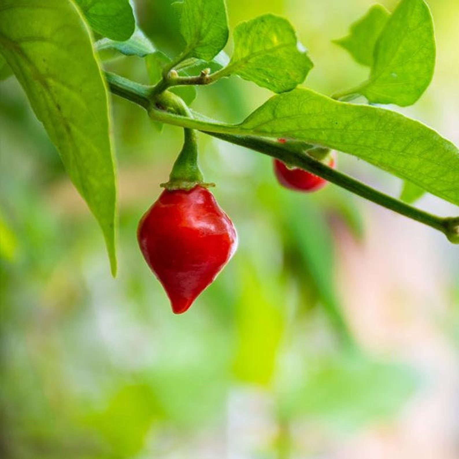 LIVE Red Biquinho Sweety Drops PEPPER PLANT Rare Etsy