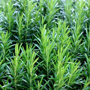 LIVE Organic Rosemary Herb Plant - Perennial - Container Gardening - Cooking with Rosemary - Wedding Favor -  Hostess Gift