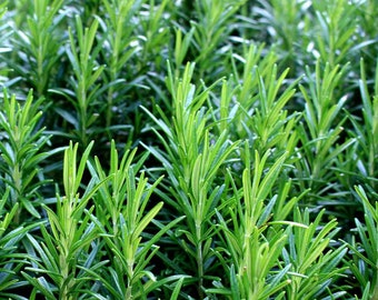 LIVE Organic Rosemary Herb Plant - Perennial - Container Gardening - Cooking with Rosemary - Wedding Favor -  Hostess Gift