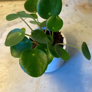 LIVE Chinese Money Plant Pilea Peperomioides Houseplant Easy Propagation Pass it on Plant image 4