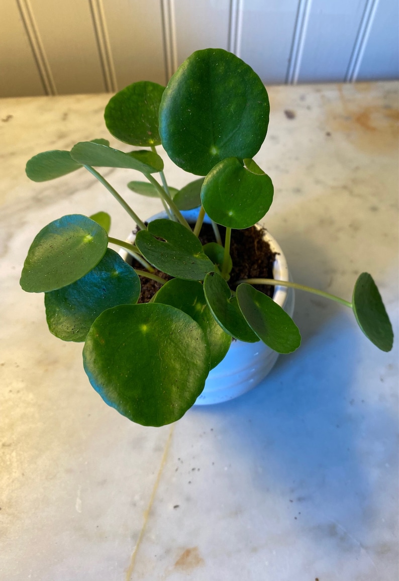 LIVE Chinese Money Plant Pilea Peperomioides Houseplant Easy Propagation Pass it on Plant image 4