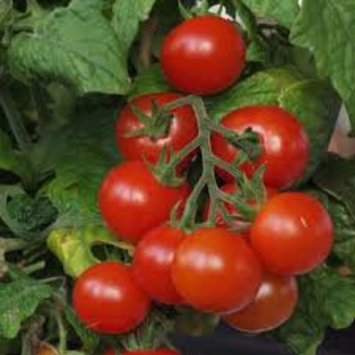 Live TINY TIM Organic Cherry Tomato Plant Indoor/outdoor Etsy