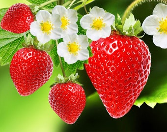 LIVE Organic Strawberry Plants - Container Gardening - Spring Summer Fruit