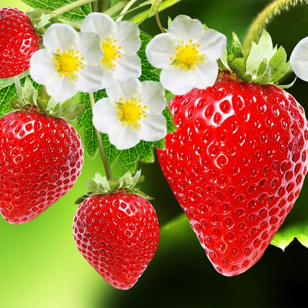 LIVE Organic Strawberry Plants - Container Gardening - Spring Summer Fruit