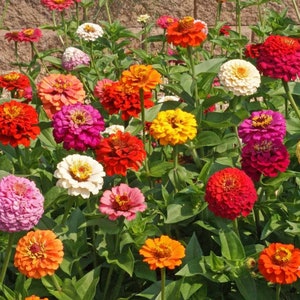 LIVE Zinnia PLANTS Garden Pollinator Colorful Cut Flowers Spring Summer Gardening image 3