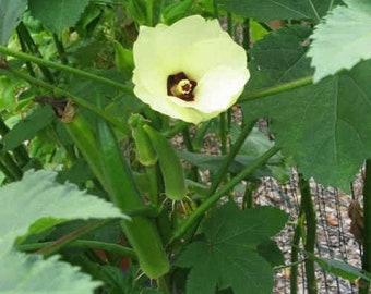 LIVE Organic Non-GMO Okra Plant - Clemson Spineless - Spring Summer Vegetable Gardening
