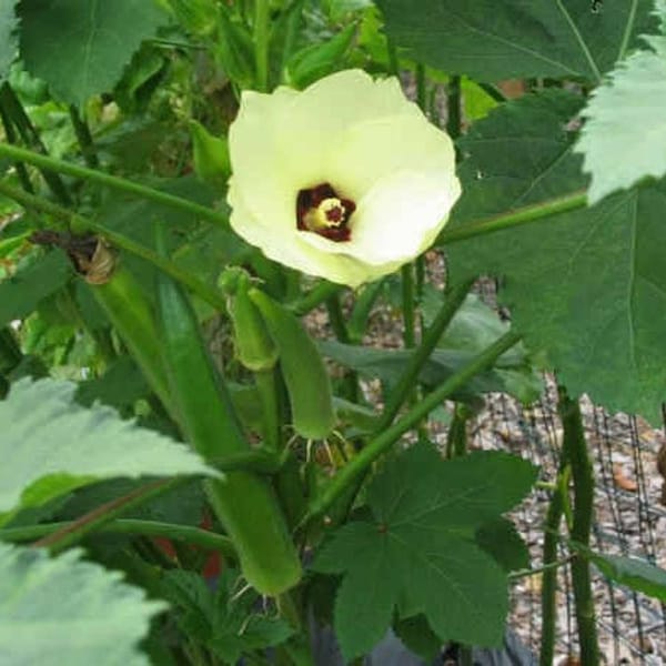 LIVE Organic Non-GMO Okra Plant - Clemson Spineless - Spring Summer Vegetable Gardening