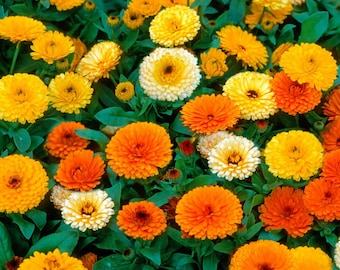 LIVE Calendula EDIBLE PLANT - Pacific Beauty Mix - Nutritious Spring and Summer Flowers - Delicious Edible Plants - Pot Marigold