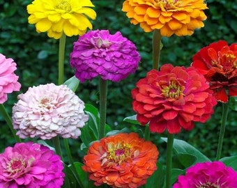 LIVE Zinnia PLANTS - Garden Pollinator - Colorful Cut Flowers - Spring Summer Gardening