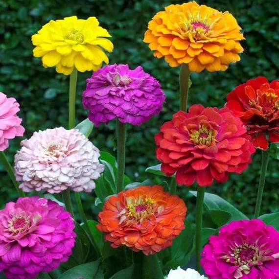 LIVE Zinnia PLANTS Garden Pollinator Colorful Cut Flowers Spring