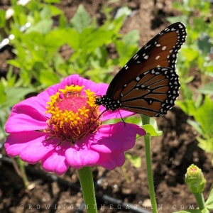 LIVE Zinnia PLANTS Garden Pollinator Colorful Cut Flowers Spring Summer Gardening image 6