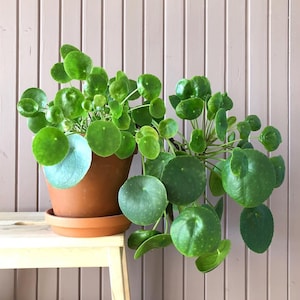 LIVE Chinese Money Plant - Pilea Peperomioides - Houseplant - Easy Propagation - Pass it on Plant