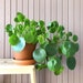 see more listings in the Unique House Plants section