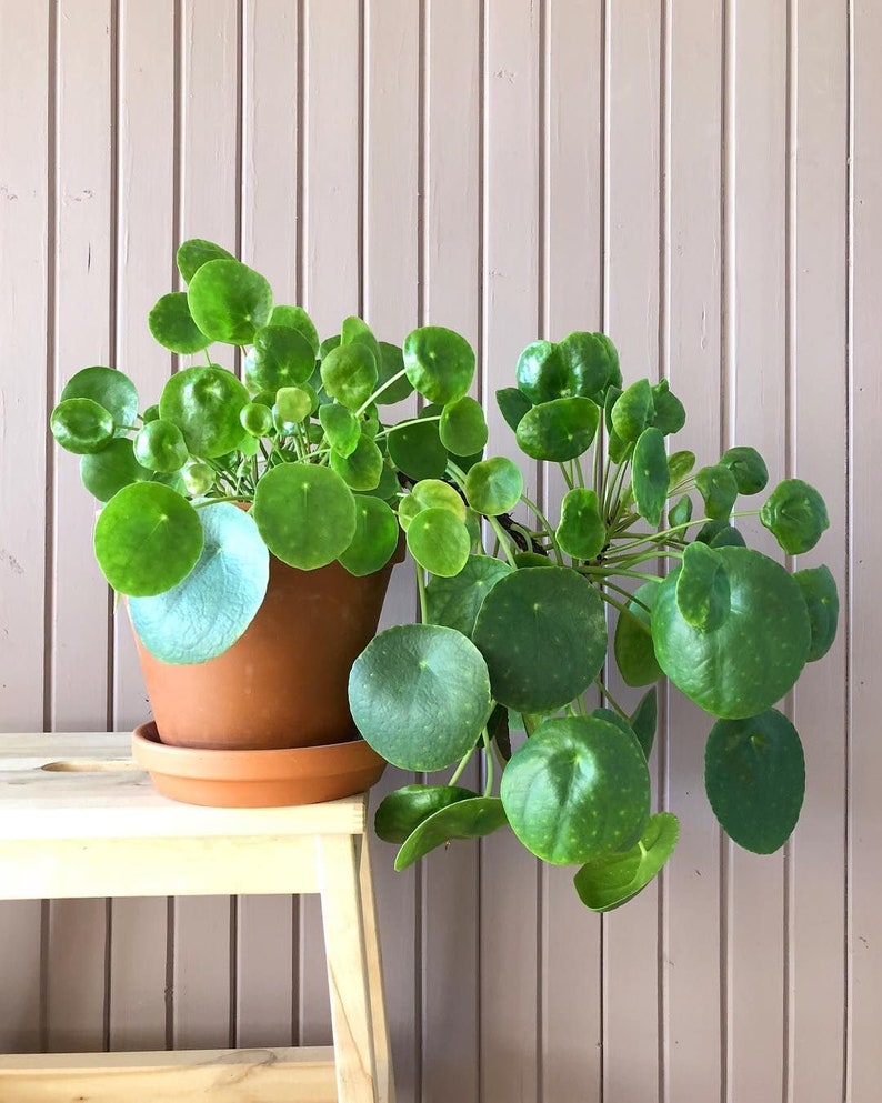 Full-grown Chinese Money Plant