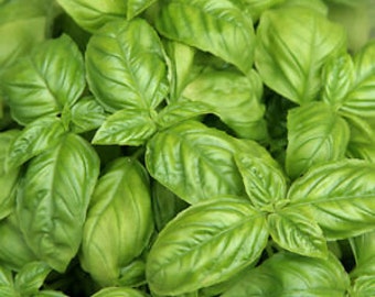 LIVE Organic Sweet Basil Herb - Grow INDOORS - Cooking with Basil - Herb Gardening