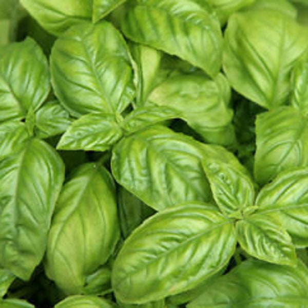 LIVE Organic Sweet Basil Herb - Grow INDOORS - Cooking with Basil - Herb Gardening