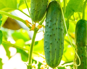 LIVE Organic CUCUMBER Straight Eight Plant - Spring Summer Gardening - Growing Vegetables