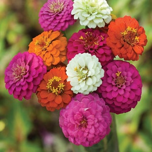 LIVE Zinnia PLANTS Garden Pollinator Colorful Cut Flowers Spring Summer Gardening image 5