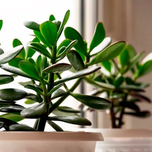 LIVE JADE Plant - Crassula Ovata - Lucky Money Plant - SUCCULENT - Delightful Houseplant - Plant Gift