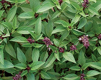 LIVE Organic Thai BASIL Plant - Cooking with Basil - Herb Garden - Indoor Herb Garden