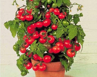 Live TINY TIM Organic Cherry Tomato Plant - Indoor/Outdoor Container Gardening - Grow Indoors All Year Long