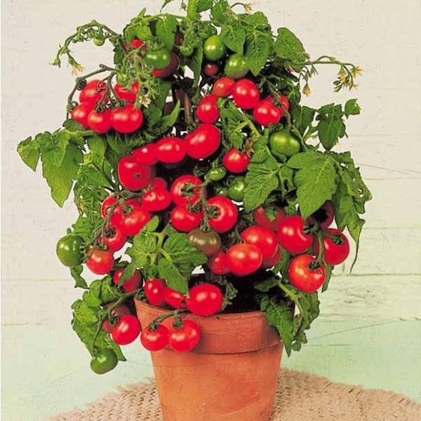 Live TINY TIM Organic Cherry Tomato Plant - Indoor/Outdoor Container Gardening - Grow Indoors All Year Long - Dwarf Determinate Tomato Plant