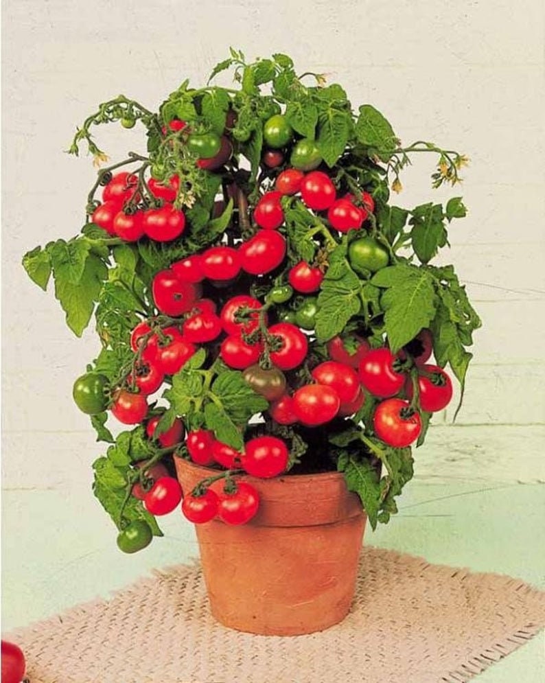 Live TINY TIM Organic Cherry Tomato Plant Indoor/outdoor Etsy