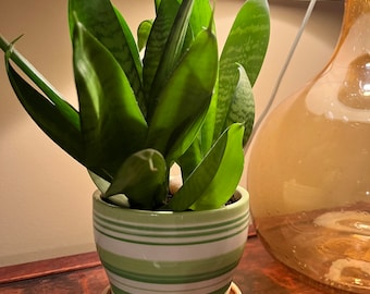SNAKE PLANT Sansevieria Zeylanica  and Dwarf Sansevieria LIVE Houseplant | Mother-In-Law’s Tongue