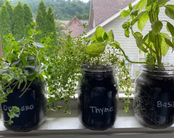 Mason Jar Herbs Kits - Oregano - Thyme - Basil - Cooking with Herbs - Herb Gardening - Indoor Gardening