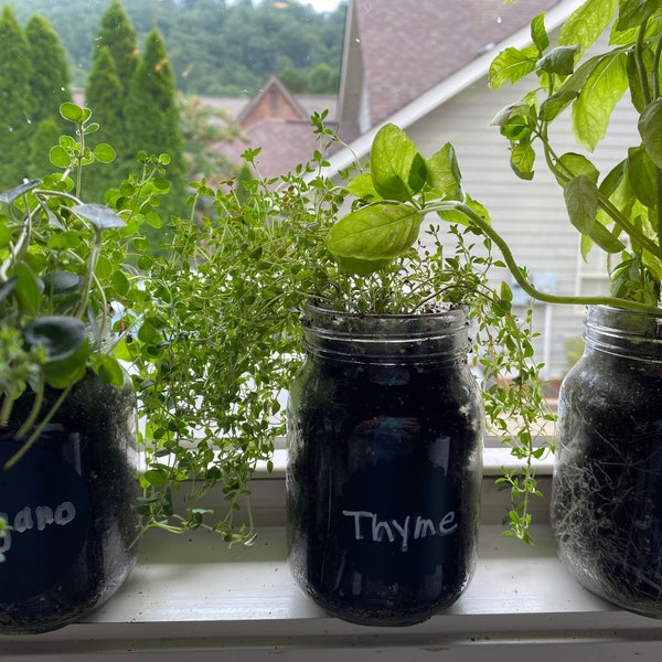 Mason Jar Herbs Kits - Oregano - Thyme - Basil - Cooking with Herbs - Herb Gardening - Indoor Gardening