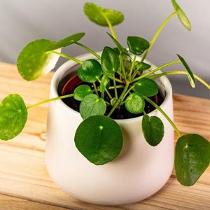 LIVE Chinese Money Plant Pilea Peperomioides Houseplant Easy Propagation Pass it on Plant image 2