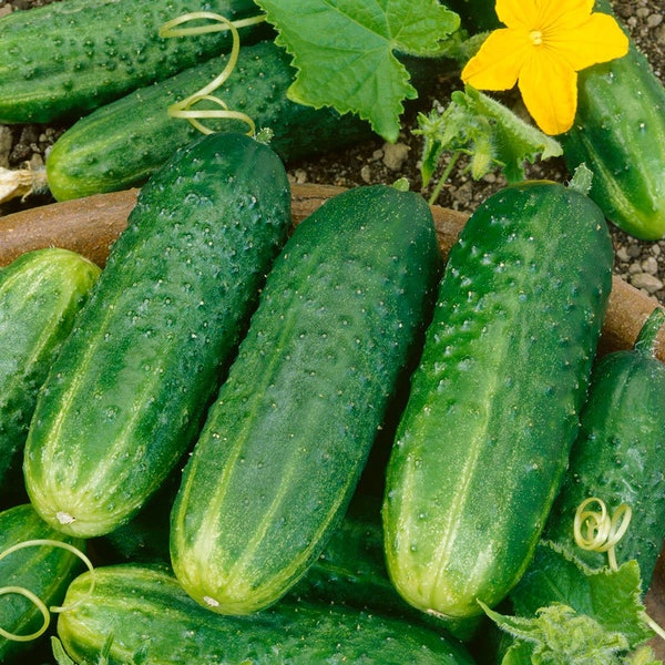 LIVE Organic Pickling CUCUMBER PLANT - Growing Cucumbers - Pickled Cucumbers