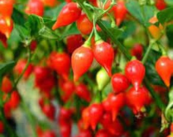 LIVE Organic Red Biquinho "Sweety Drops" Pepper Plant - Rare Find and Amazing!