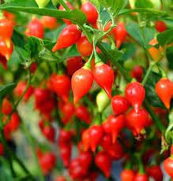 Sweety drop peppers deals