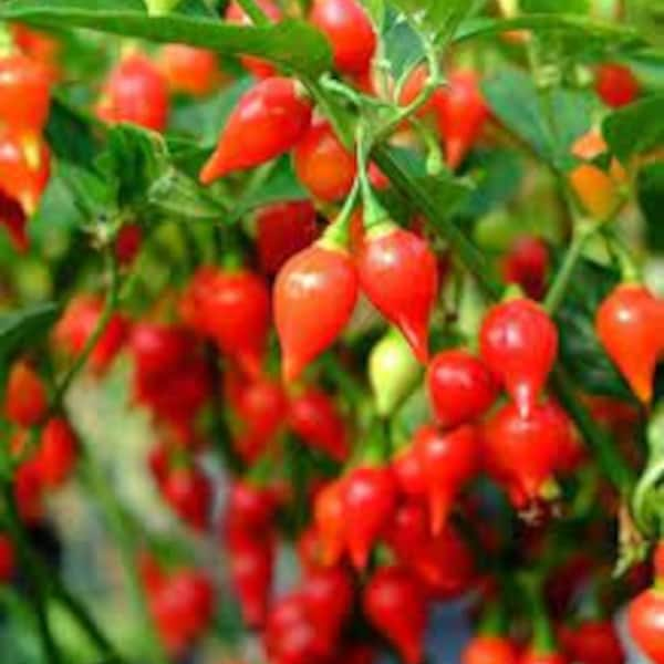 LIVE Organic Red Biquinho "Sweety Drops" Pepper Plant - Rare Find and Amazing!