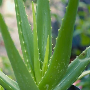 LIVE Aloe PLANT Succulent - Natural Healing Plant - Home Decor