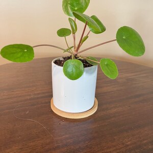 LIVE Chinese Money Plant Pilea Peperomioides Houseplant Easy Propagation Pass it on Plant image 8