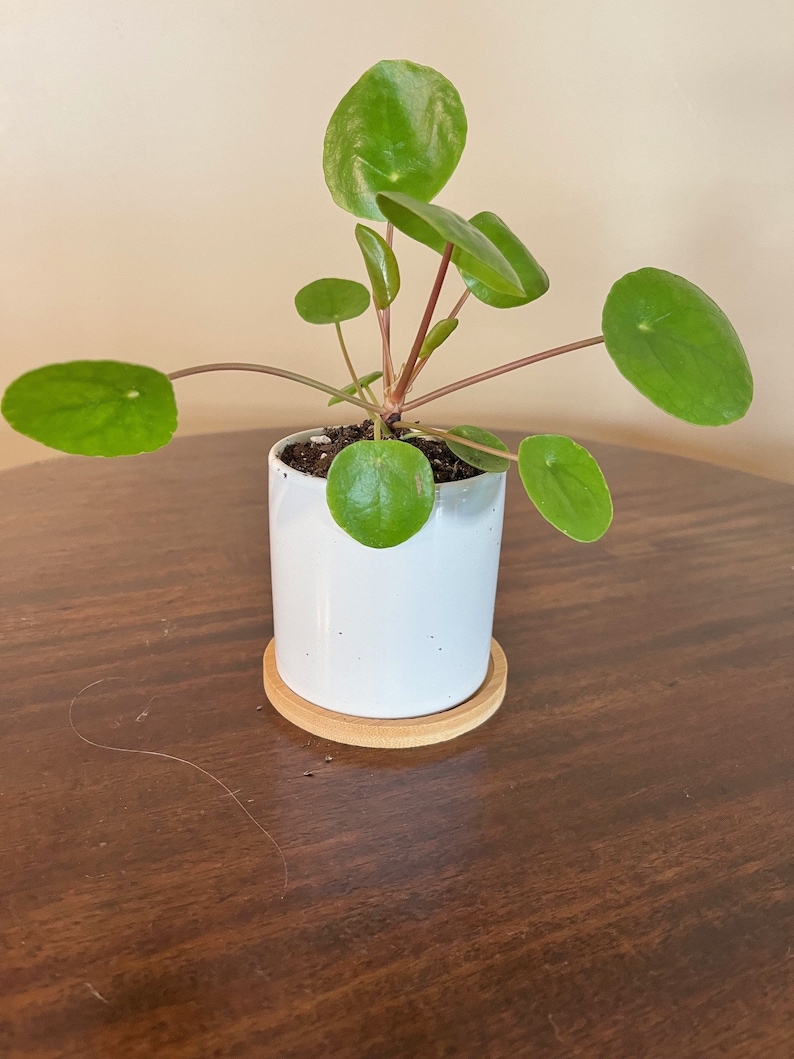 LIVE Chinese Money Plant Pilea Peperomioides Houseplant Easy Propagation Pass it on Plant image 8