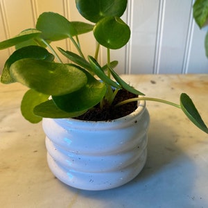 LIVE Chinese Money Plant Pilea Peperomioides Houseplant Easy Propagation Pass it on Plant image 5