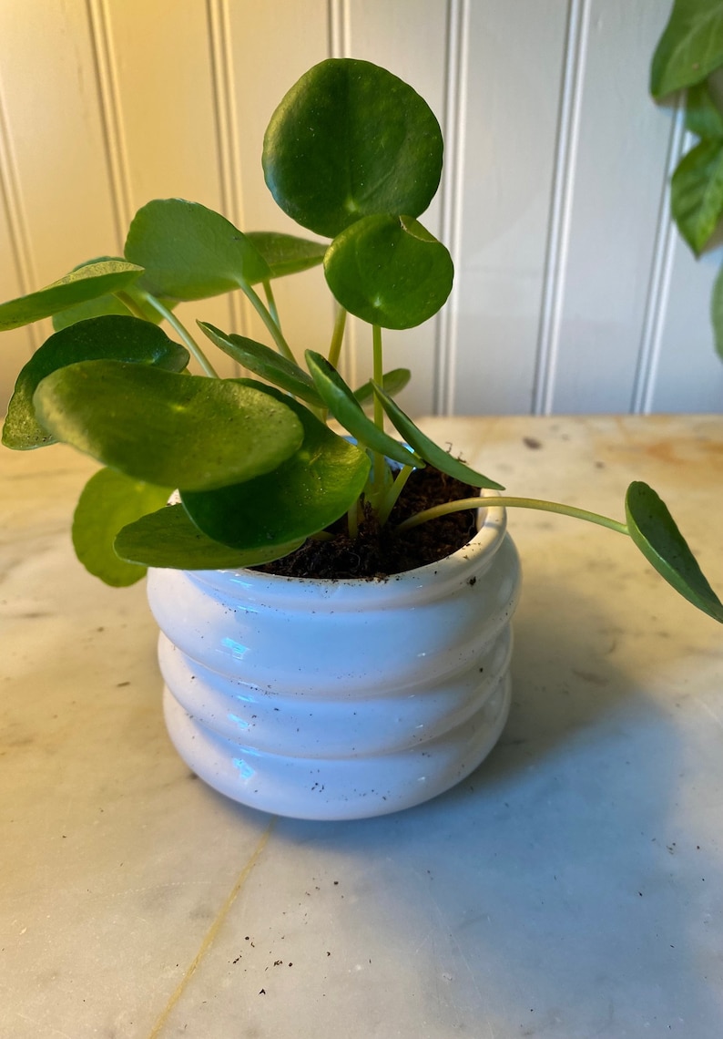 LIVE Chinese Money Plant Pilea Peperomioides Houseplant Easy Propagation Pass it on Plant image 5